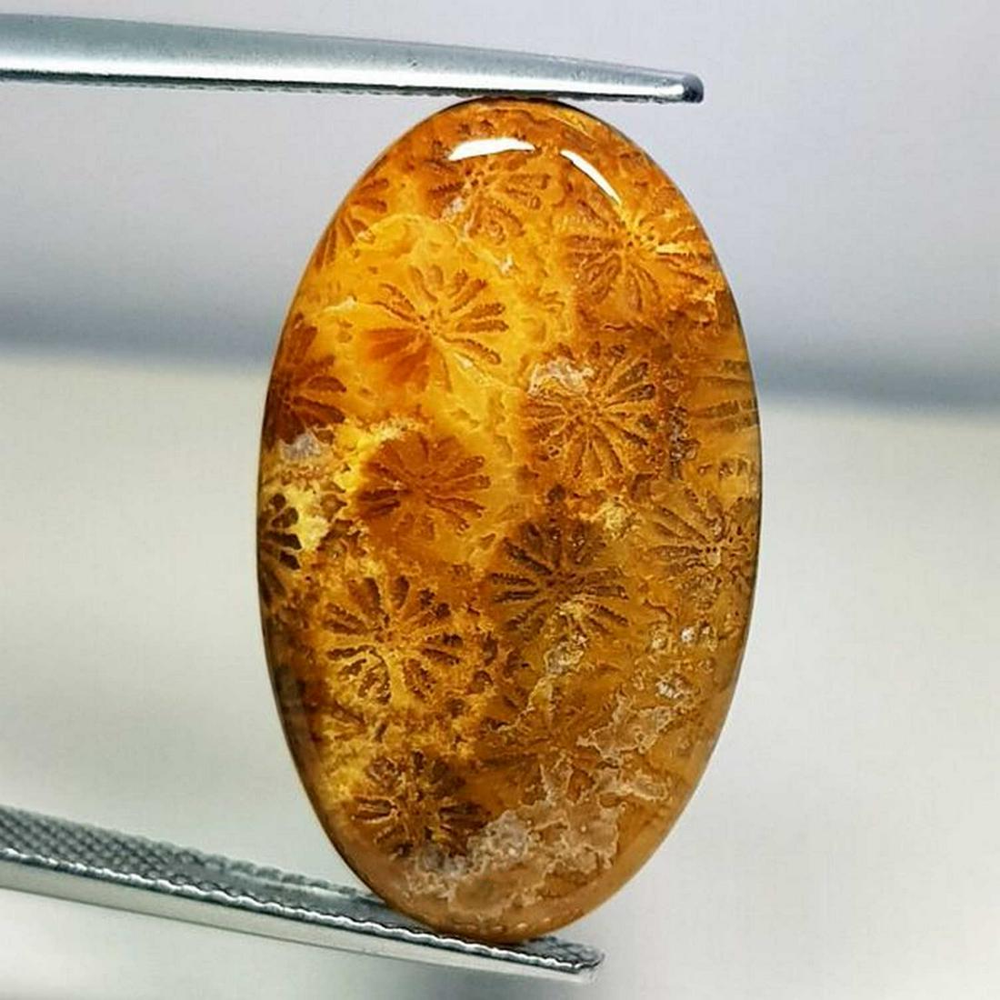 16.66 ct Natural Fossil Coral (1 of 5)