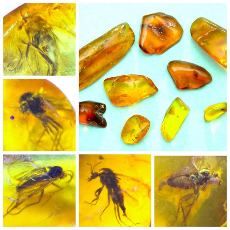 Inclusions in natural Baltic amber, 9 Gemstones fossils (1 of 13)