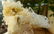 397 Grams Undamaged Fedan Quartz Crystal 141X77X84 mm - 2
