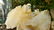 397 Grams Undamaged Fedan Quartz Crystal 141X77X84 mm - 3