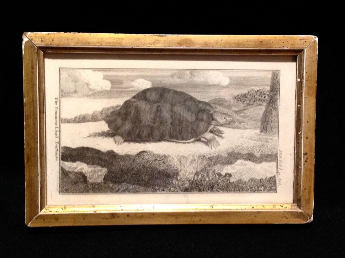 1802 Land Tortoise engraving. (1 of 4)