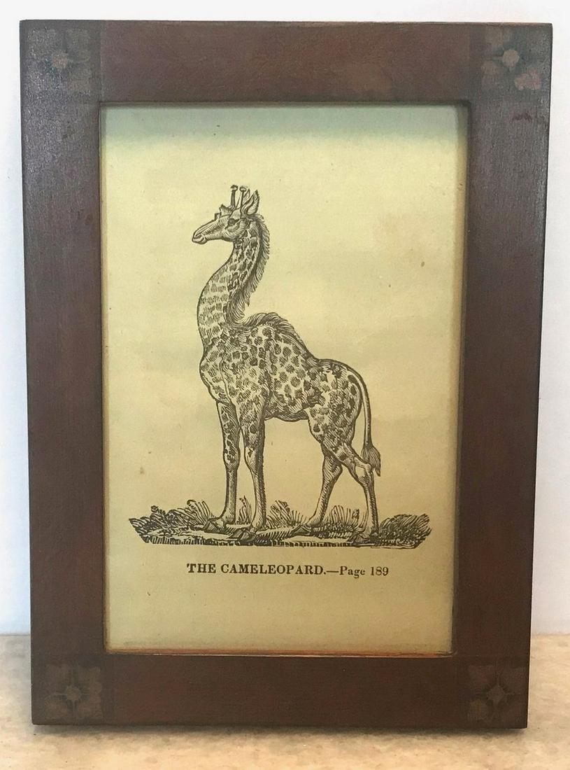 19th C Engraving of a Cameleopard (1 of 1)