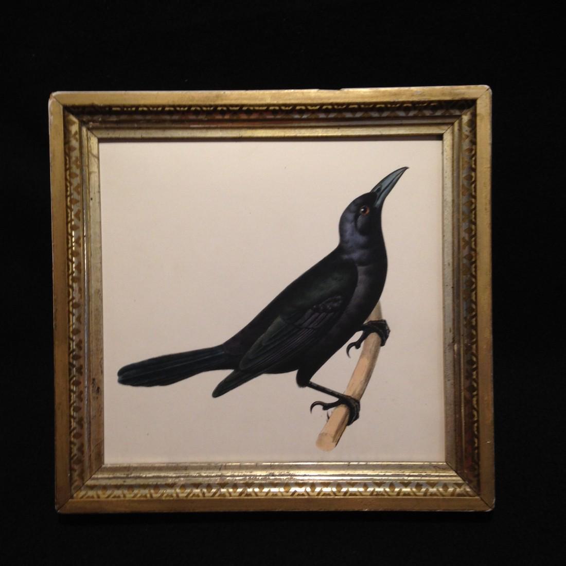 1860 hand colored crow engraving. (1 of 4)