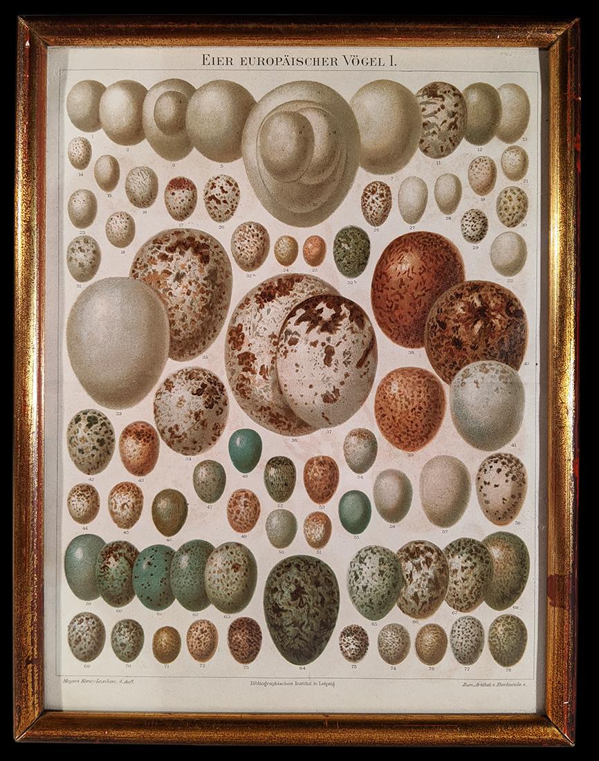 Small framed "Eggs Sampler" print (1 of 4)