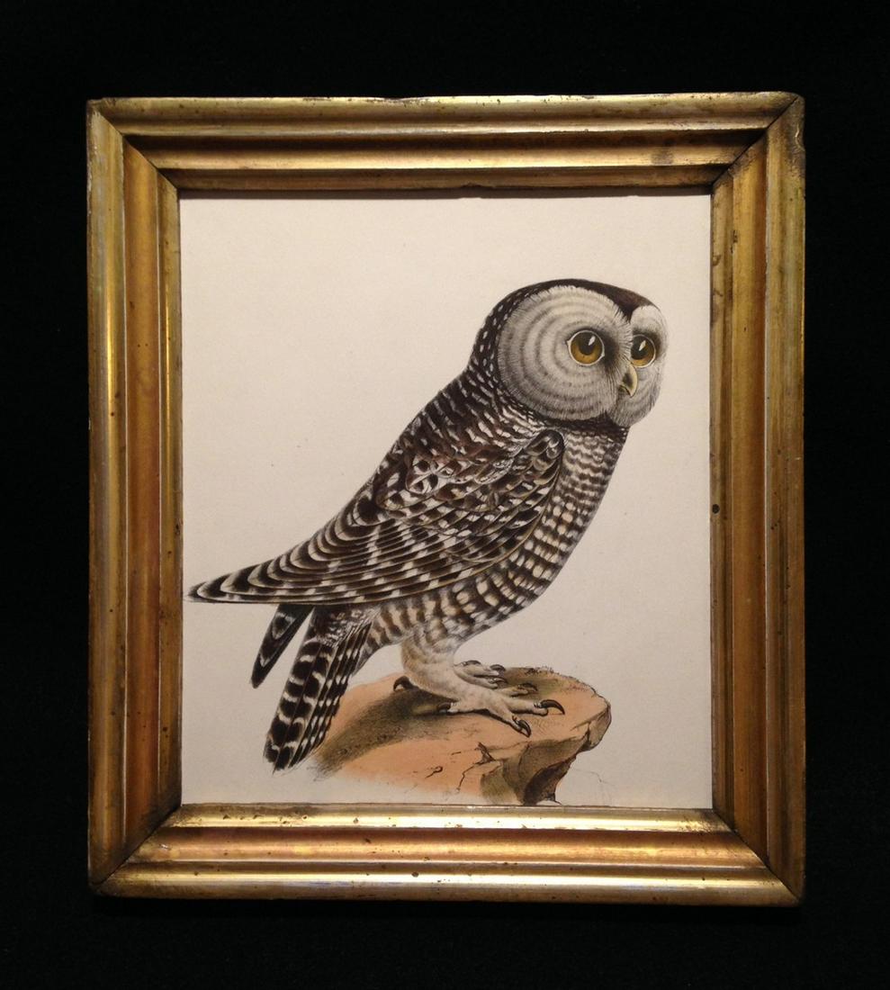1860 hand colored owl engraving (1 of 3)