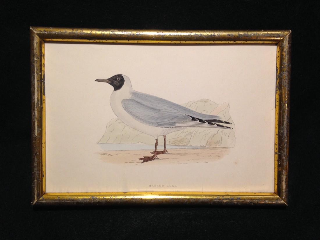 C1840 hand colored seagull engraving. (1 of 2)