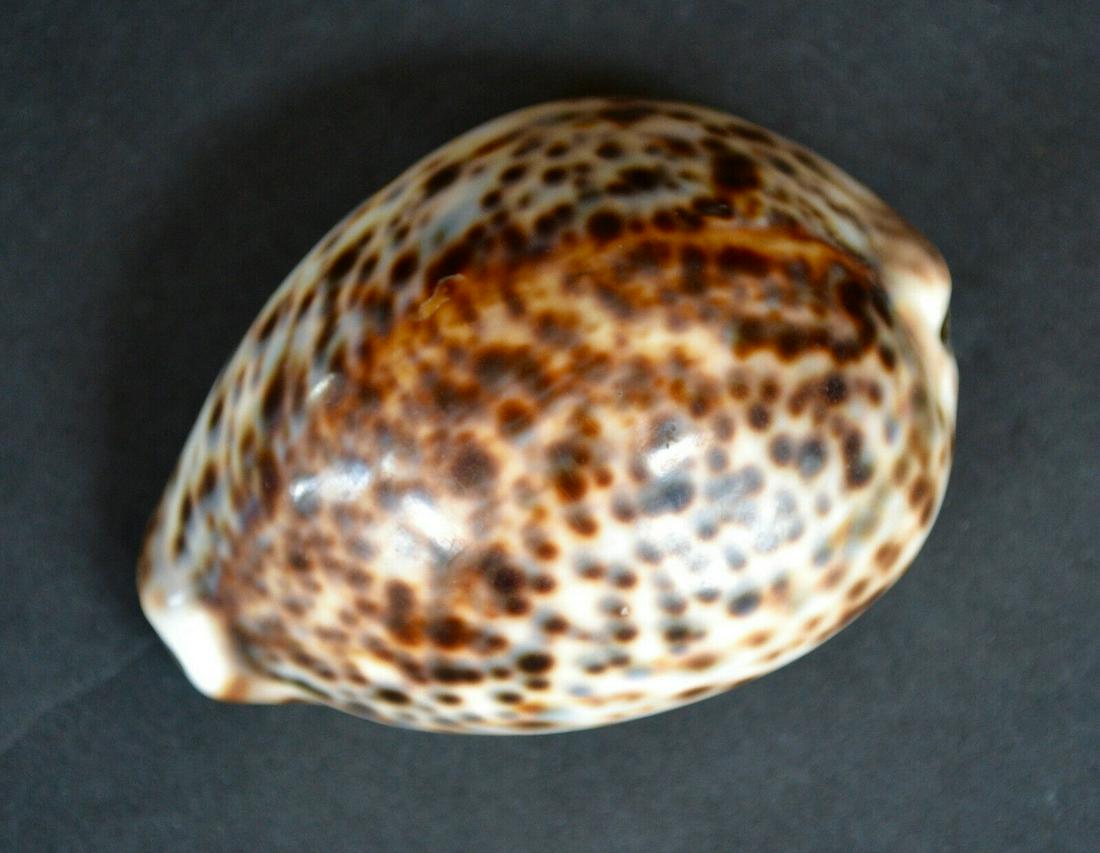 French Cowrie Snuff Box; French Cowrie Snuff Box; (1 of 4)