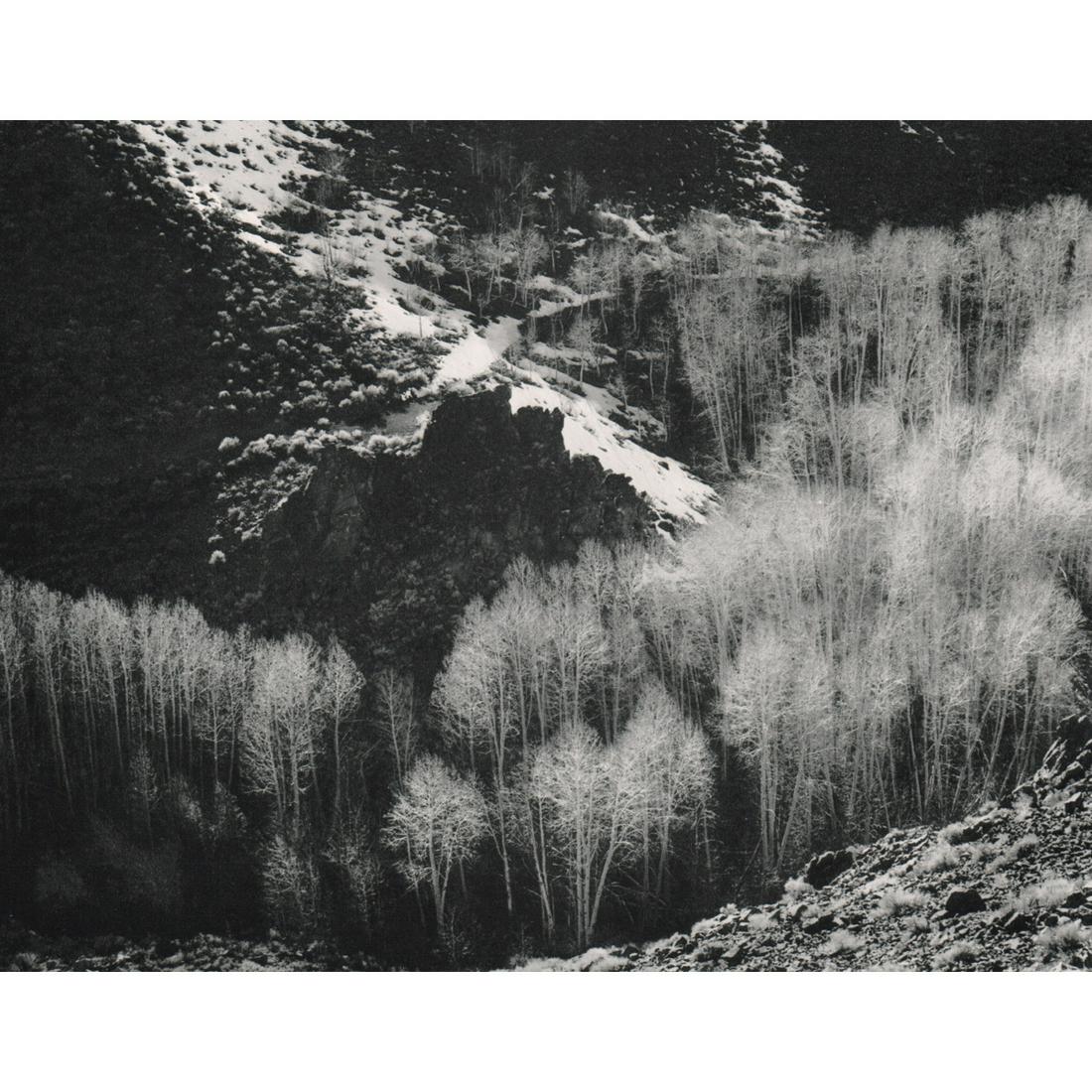 PHILIP HYDE - Aspens, Sierra Nevada: Artist: PHILIPE HYDE Print Title: Aspens, Sierra Nevada Medium: Sheet-fed Gravure Printing Date: 1960's Printed in the USA Image Size: 7.25 X 9.25 inches Philip Hyde 1921–2006) was a pioneer landsca