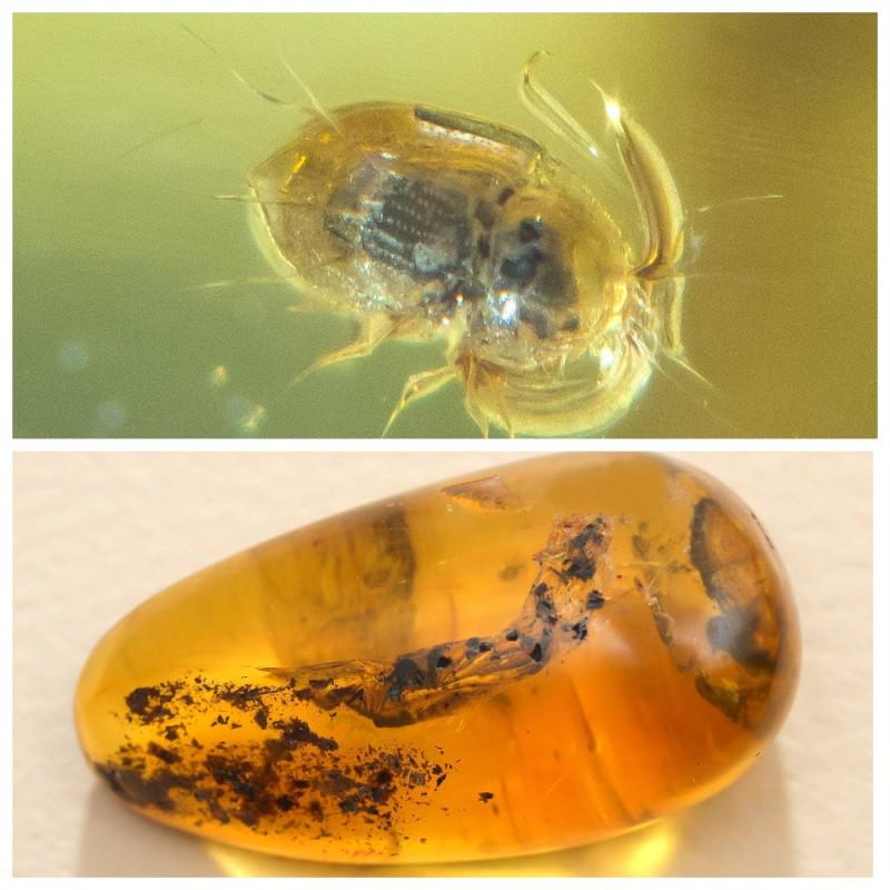 11 g. Baltic amber stone raw with insect beetle (1 of 11)