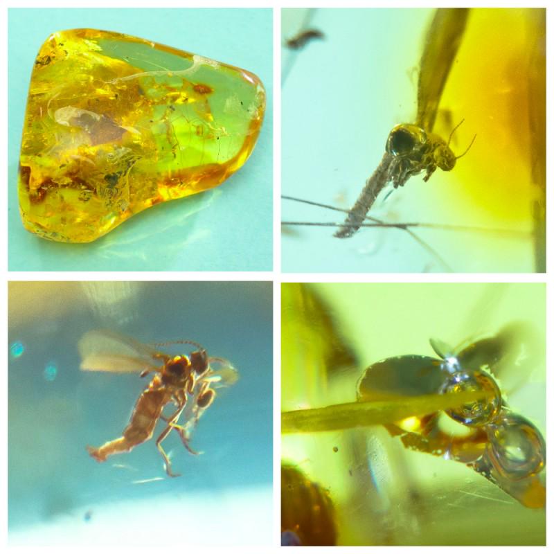 28 g. 100% natural Baltic amber stone fossil with: In stone 3 inclusions. Weight: 28 gram Size: 12x22x25 mm Inclusion: Fly (Diptera) Age: 45-50 million years old Stone: 100% natural Baltic amber Photo of insects made with zoom Treatment: no Condition: