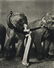 Richard Avedon, Dovima with Elephants, 1955