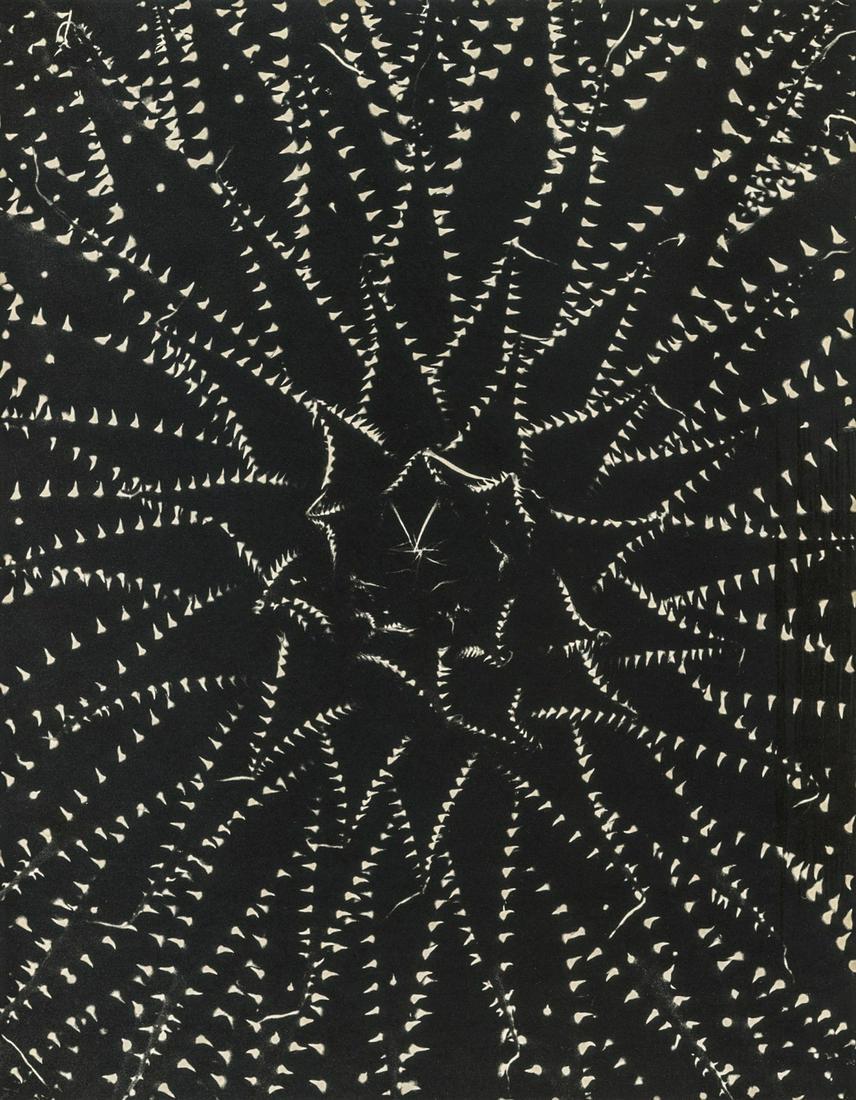 Don Worth, Succulent: Aloe aristata, Mill Valley, CA: Artist: Don Worth Title: Succulent: Aloe aristata, Mill Valley, CA 1969 Medium: Photo Litho, 1977, USA Dimensions: 6.25x8" Additional Information: Heat Wax Mounted on 8.5x11" Conservation Board Artist