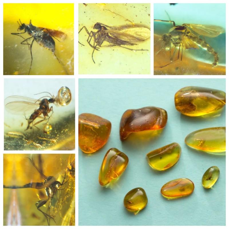 Inclusions in natural Baltic amber, 9 Gemstones fossils (1 of 14)