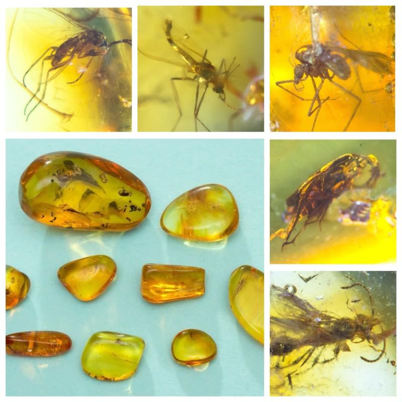 Inclusions in natural Baltic amber, 9 Gemstones fossils (1 of 14)