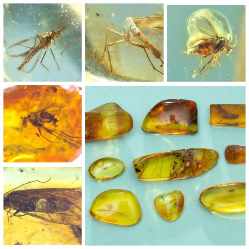 Inclusions in natural Baltic amber, 9 Gemstones fossils (1 of 14)