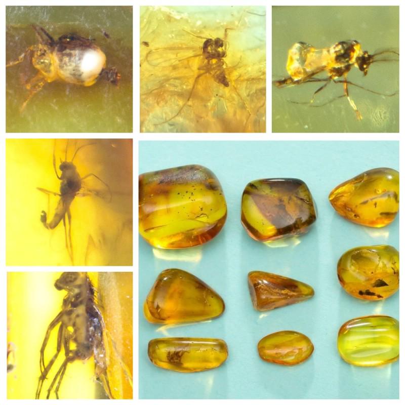Inclusions in natural Baltic amber, 9 Gemstones fossils (1 of 14)