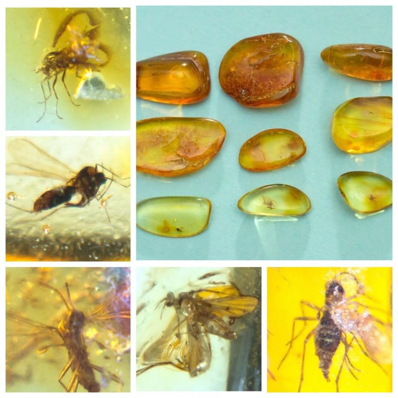 Inclusions in natural Baltic amber, 9 Gemstones fossils (1 of 14)