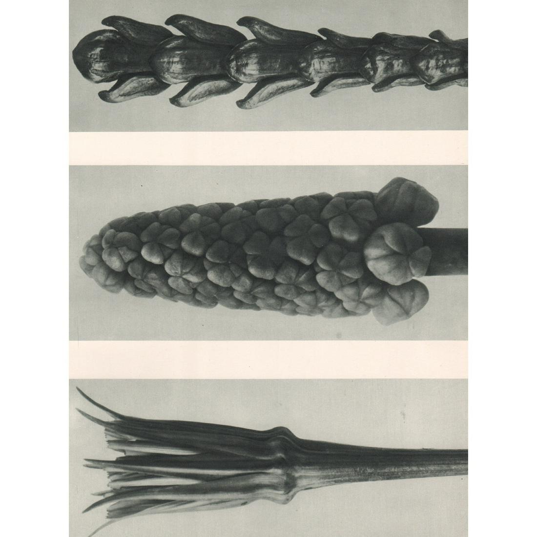 KARL BLOSSFELDT - Tragopogon Porrifolius; Muscari: Artist: KARL BLOSSFELDT Print Title: Tragopogon Porrifolius; Muscari racemosum; Thujopsis dolabrata Medium: Sheet-fed Gravure Printing Date: 1920's Printed in Germany Image Size approx: 10 X 7.5 inche