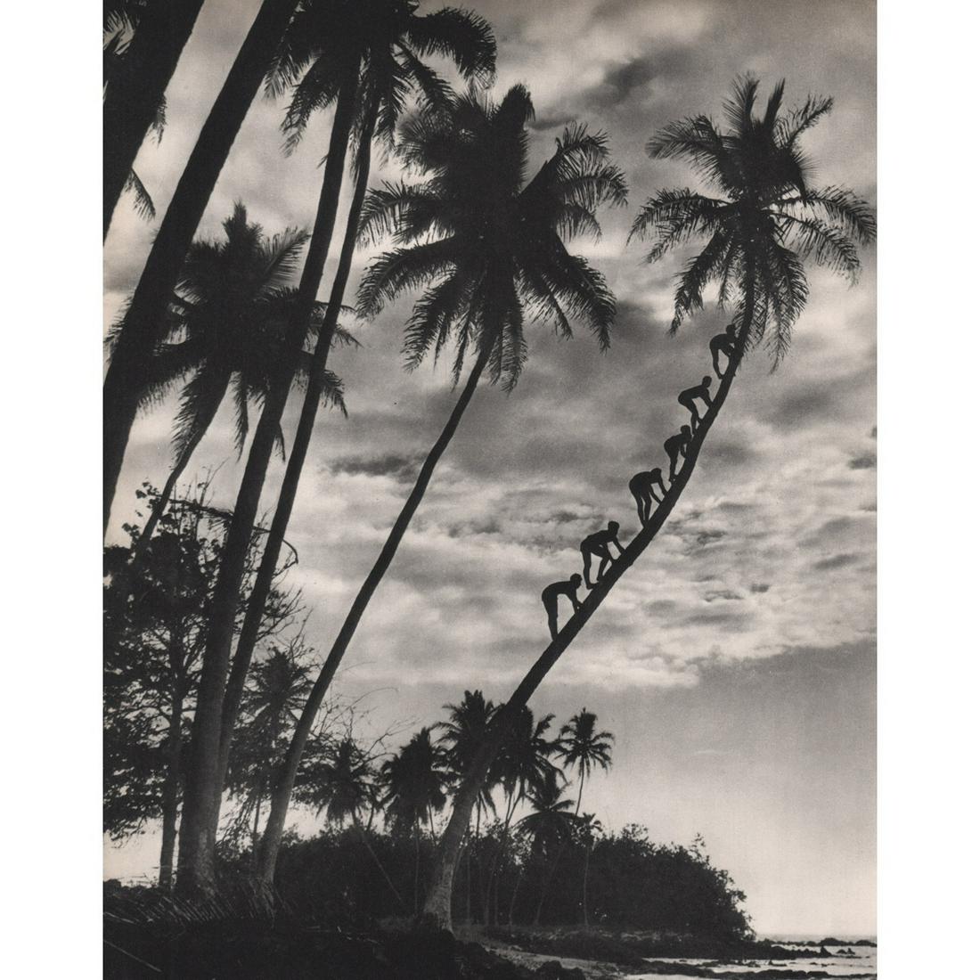 ARTUR ROBINSON - Hawaiians climbing a Palm Tree: Artist: ARTUR ROBINSON Print Title: Hawaiians climbing a Palm Tree Medium: Sheet-fed Gravure Printing Date: 1930's Printed in France Image Size approx: 10.75 X 8.5 inches Reserve: $30.00 Shipping: Do