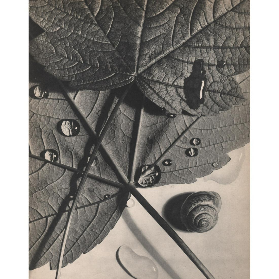 WILLY ZIELKE - Still Life: Artist: WILLY ZIELKE Print Title: Still Life Medium: Sheet-fed Gravure Printing Date: 1930's Printed in France Image Size approx: 11.25 X 9 inches Wilhelm Otto Zielke (1902-1989) was a German photogr