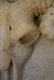 Brucanio of arite 18th century - 5