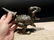Cast Iron Dinosaur Tyrannosaurus Rex Nut Cracker - 5