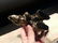 Cast Iron Dinosaur Tyrannosaurus Rex Nut Cracker - 8