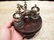 Brass Hardwood w 2 Clear Glass Inkwell bottles pots - 10