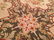 NEEDLEPOINT Circa REPRODUCTION 8-2x7-7 - 3