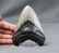 Huge Megalodon Tooth