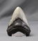 Huge Megalodon Tooth - 2
