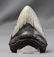 Huge Megalodon Tooth - 3