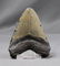 Huge Megalodon Tooth - 4