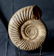 Jurassic Ammonite With Top Conservation :