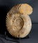 Jurassic Ammonite With Top Conservation : - 2