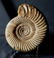 Jurassic Ammonite With Top Conservation : - 5