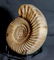 Jurassic Ammonite With Top Conservation : - 6