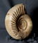 Jurassic Ammonite With Top Conservation : - 8