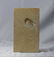 Outstanding Fossil From Solnhofen : Aeger Spinipes