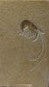 Outstanding Fossil From Solnhofen : Aeger Spinipes - 2