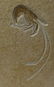Outstanding Fossil From Solnhofen : Aeger Spinipes - 3