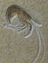 Outstanding Fossil From Solnhofen : Aeger Spinipes - 4