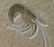 Outstanding Fossil From Solnhofen : Aeger Spinipes - 5
