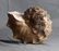 Outstanding Knoby Ammonite : Mammites Nodosoides - 10