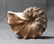 Outstanding Knoby Ammonite : Mammites Nodosoides