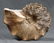 Outstanding Knoby Ammonite : Mammites Nodosoides - 2