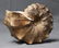 Outstanding Knoby Ammonite : Mammites Nodosoides - 3