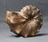 Outstanding Knoby Ammonite : Mammites Nodosoides - 4