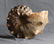 Outstanding Knoby Ammonite : Mammites Nodosoides - 6