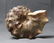 Outstanding Knoby Ammonite : Mammites Nodosoides - 7